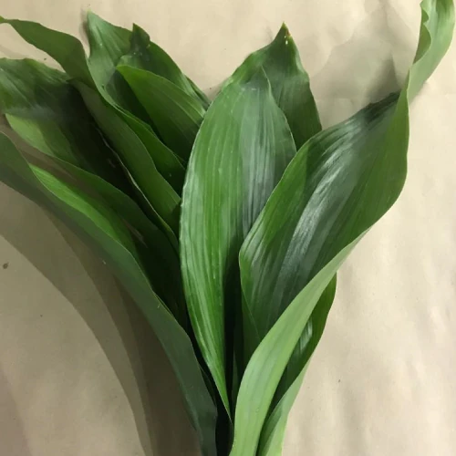 Aspedistra – per bunch